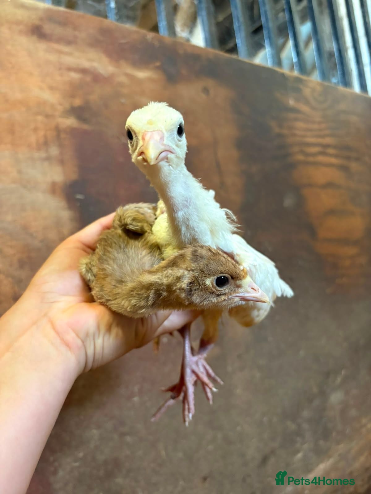 Turkeys poultry Turkey Poults - Advert 1