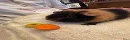 Guinea Pig rodents for sale: Lovely 7 month old male guinea pig, very friendly  - Advert 2