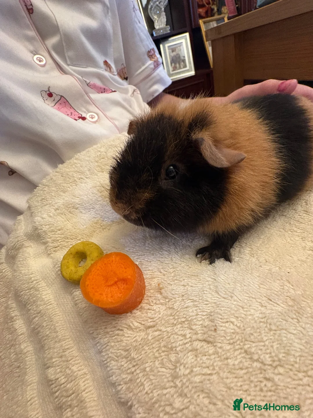 Guinea Pig rodents for sale: Lovely 7 month old male guinea pig, very friendly  - Advert 2