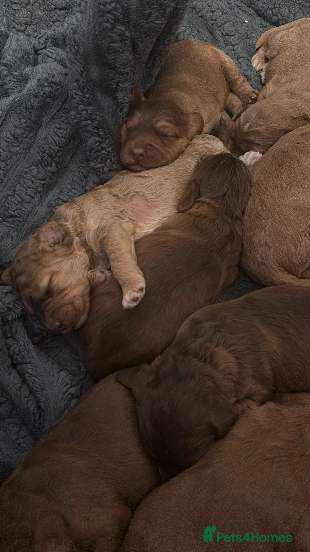 Cockapoo dogs for sale: 8 beautiful cockapoo puppies  - Advert 13