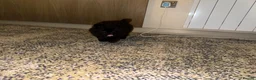 Pomeranian dogs for sale: Pomeranian puppies  - Advert 6