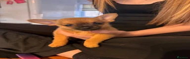 Pomchi 1