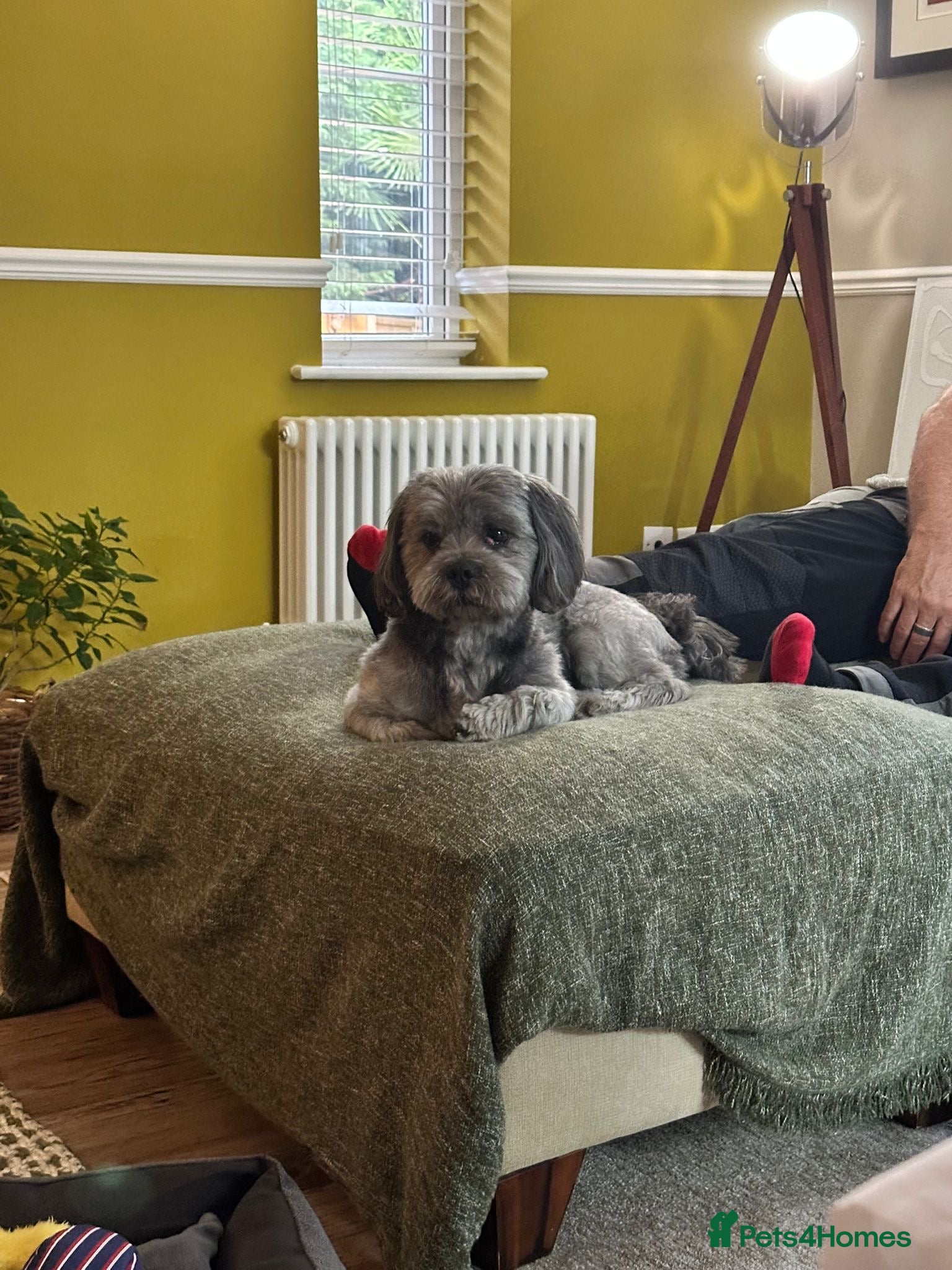 Shichon dogs Shicon for stud - Advert 1