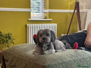 Shichon dogs for stud: Shicon for stud - Advert 1