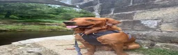 Golden Retriever dogs for stud: Fox red golden retriever to stud out  - Advert 7