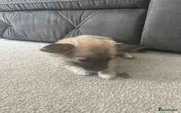 Chihuahua dogs for sale: Long haired chihuahuas READY TO LEAVE NOW. - Image 18