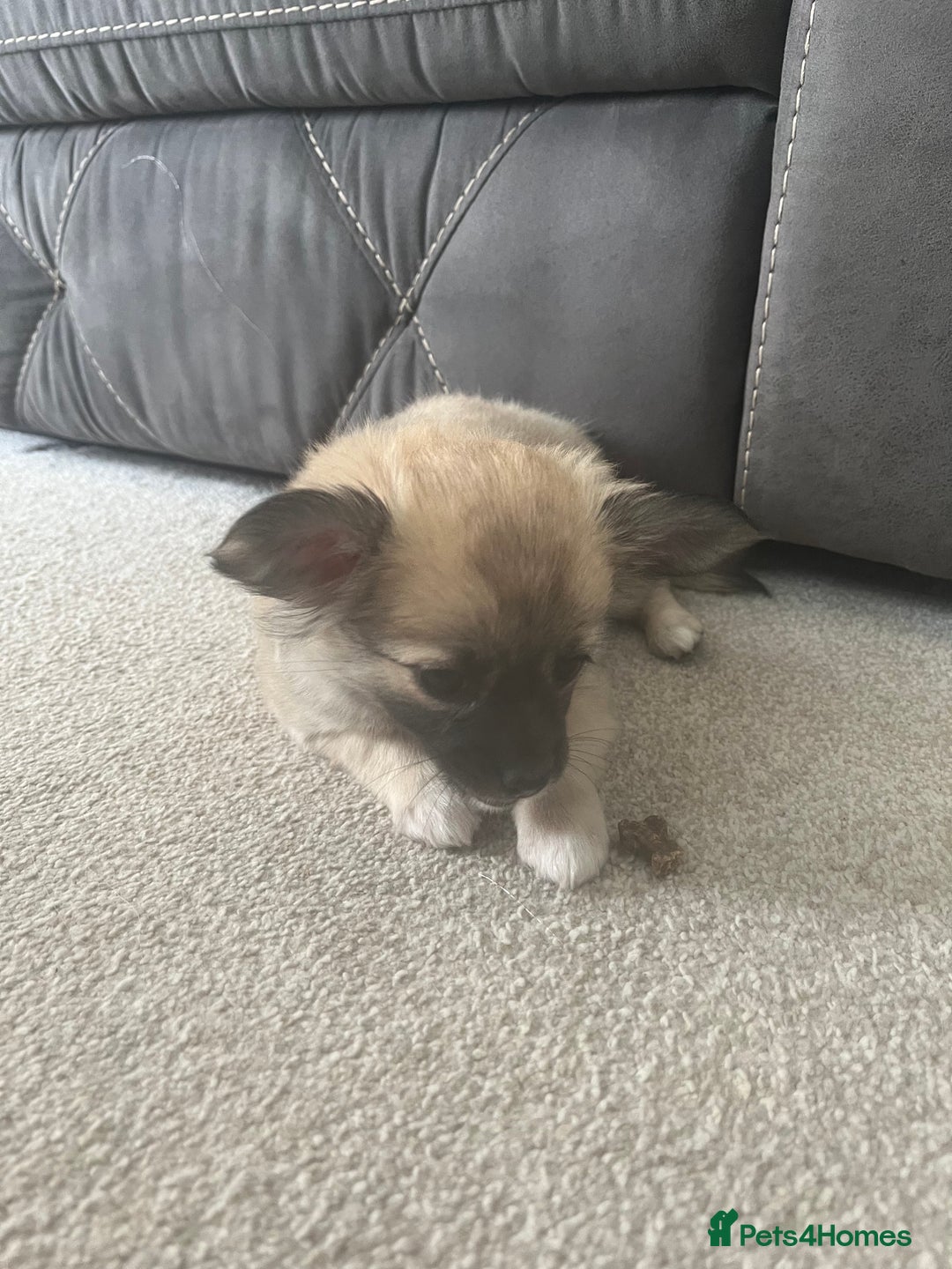 Chihuahua dogs for sale: Long haired chihuahuas READY TO LEAVE NOW. - Image 18