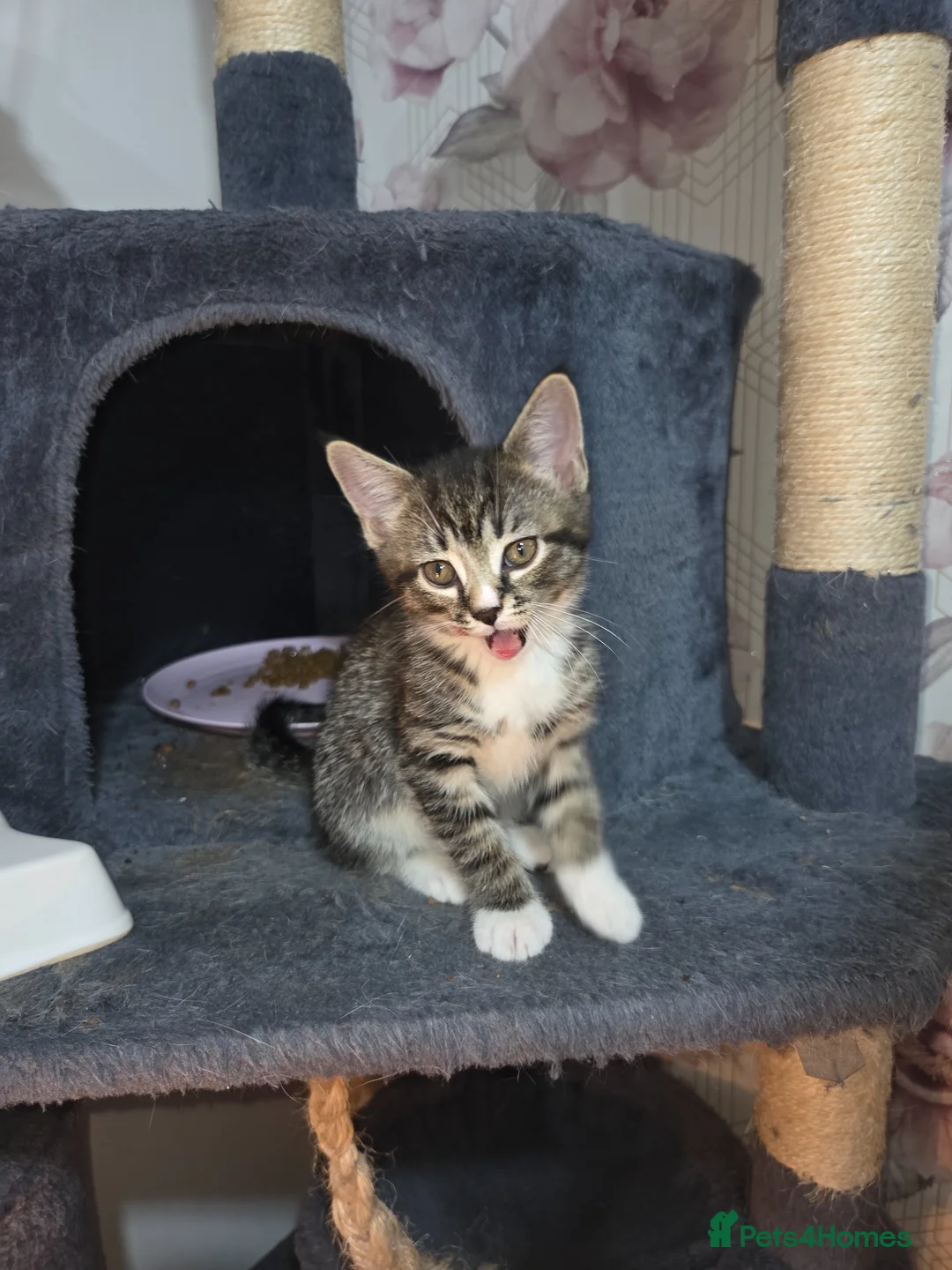 Mixed Breed cats for sale: 16 week old kittens in Bridgwater - Advert 2