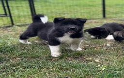 Akita dogs for sale: Quality KC Registered American Akita Puppies - Image 27
