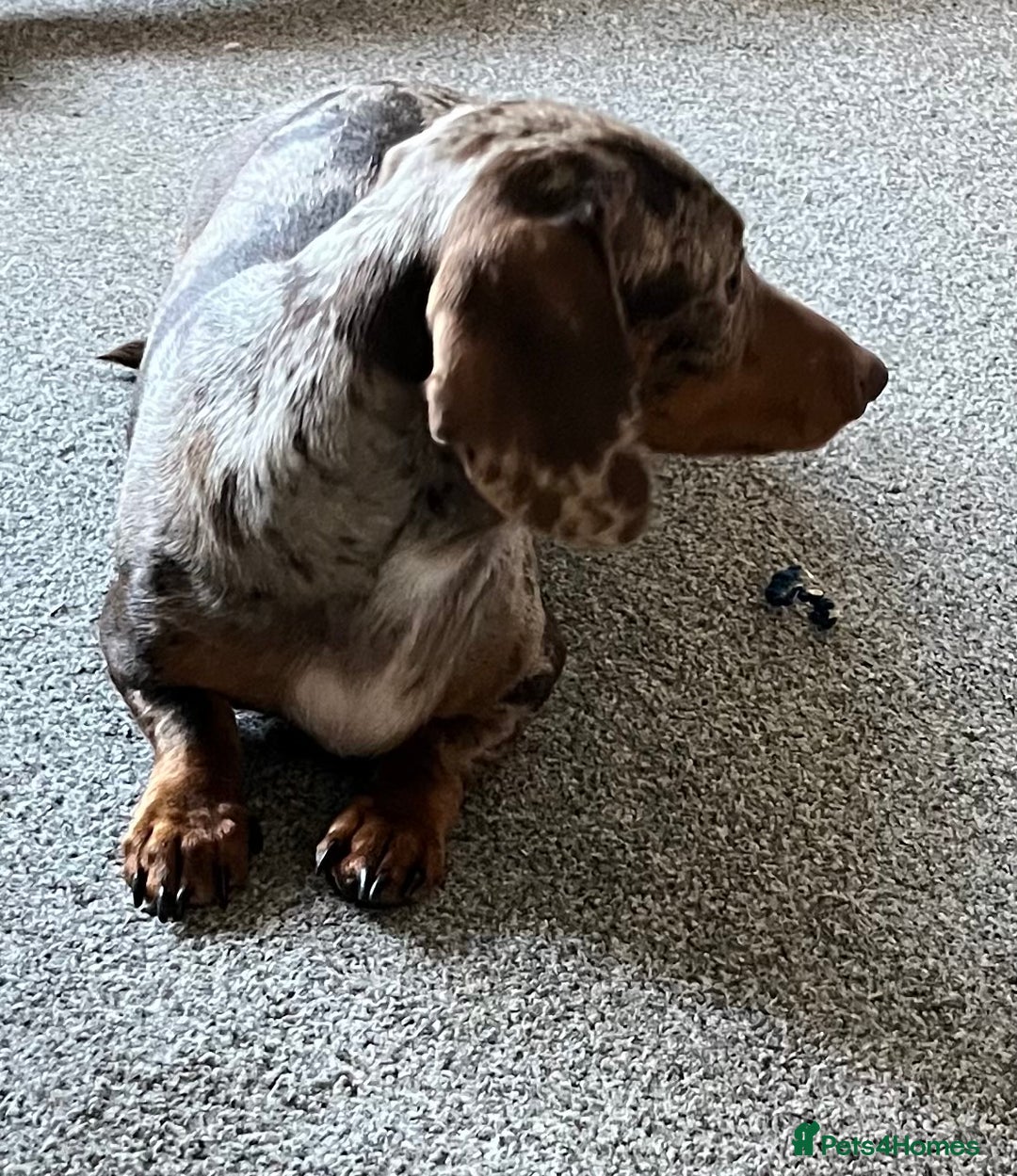 Miniature Dachshund dogs for sale: Kc pra clear Dachshund girl - Advert 7