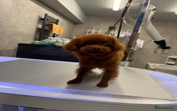 Toy Poodle dogs for sale: Asian teddy face toy poodles boys - Image 18