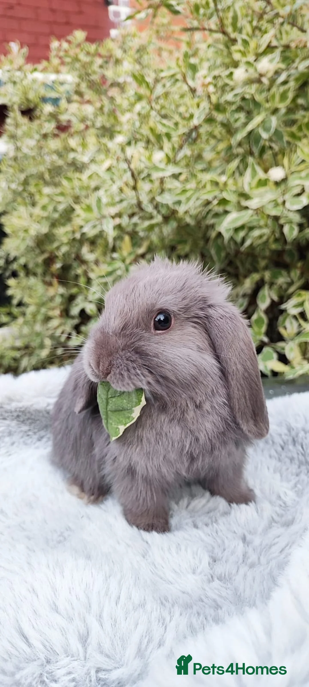 Mini Lop rabbits for sale: Mini lop  - Advert 1