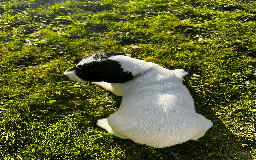 Sprocker dogs for sale: Sprocker Puppies - Image 14