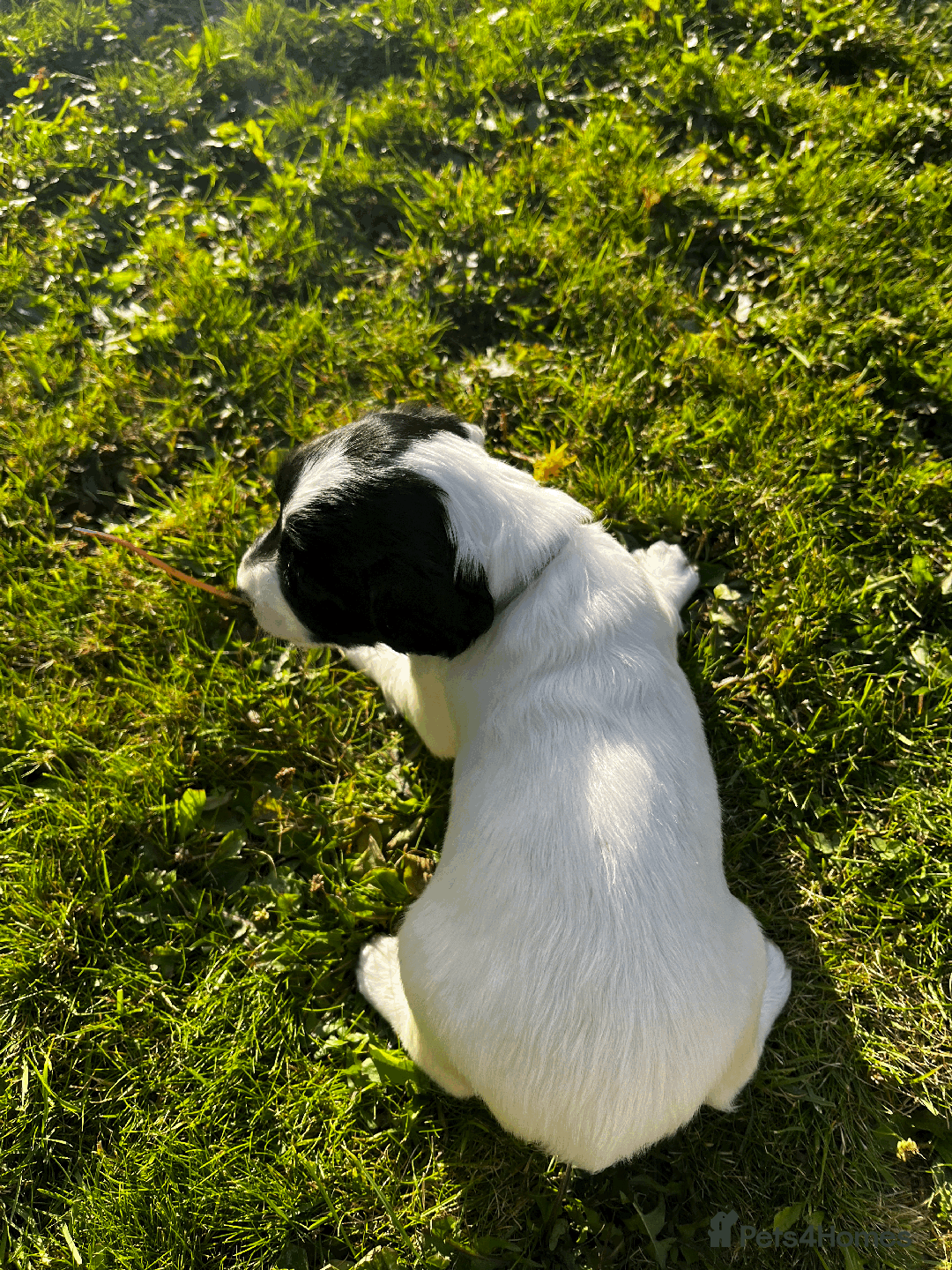 Sprocker dogs for sale: Sprocker Puppies - Image 14
