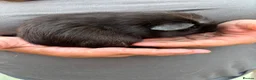 Guinea Pig rodents for sale: 4X Male Guinea Big Babies  - Advert 6