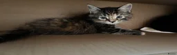 Maine Coon cats for sale: Half Maine coon (Last lady) - Advert 26