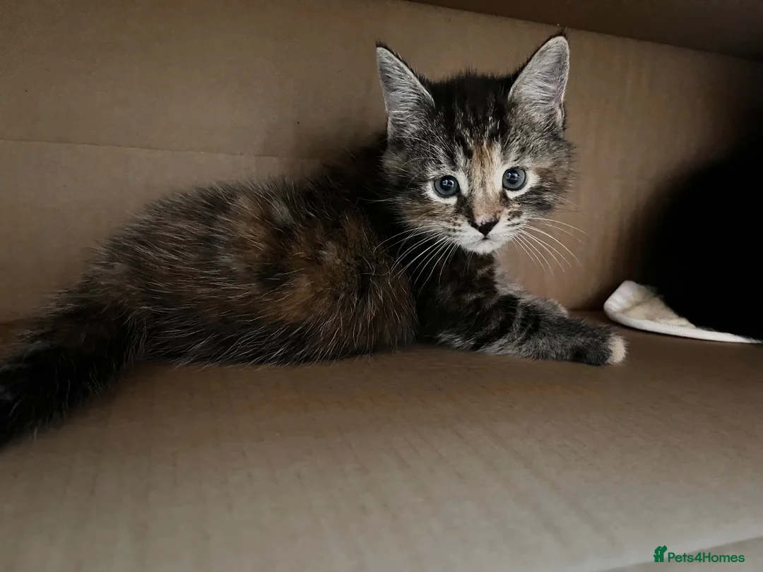Maine Coon cats for sale: Half Maine coon (Last lady) - Advert 26