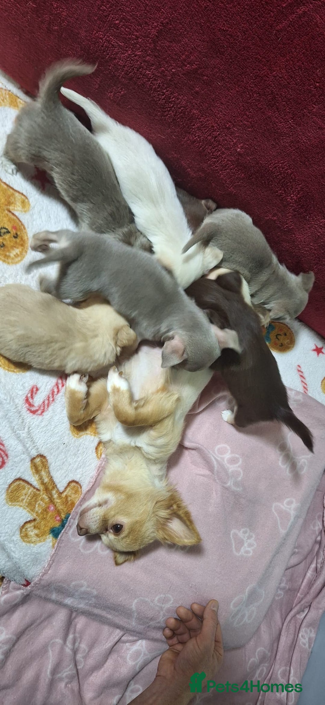 Chihuahua dogs for sale: KC Chihuahua Baby Girls - Advert 1