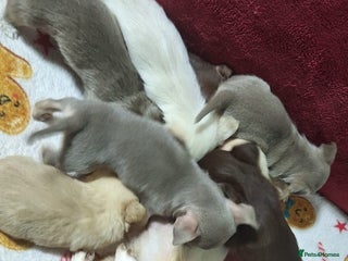 Chihuahua dogs KC Chihuahua Baby Girls - Advert 5