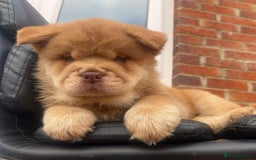 Chow Chow dogs for sale: Real life mini lion 💙🦁 - Image 4