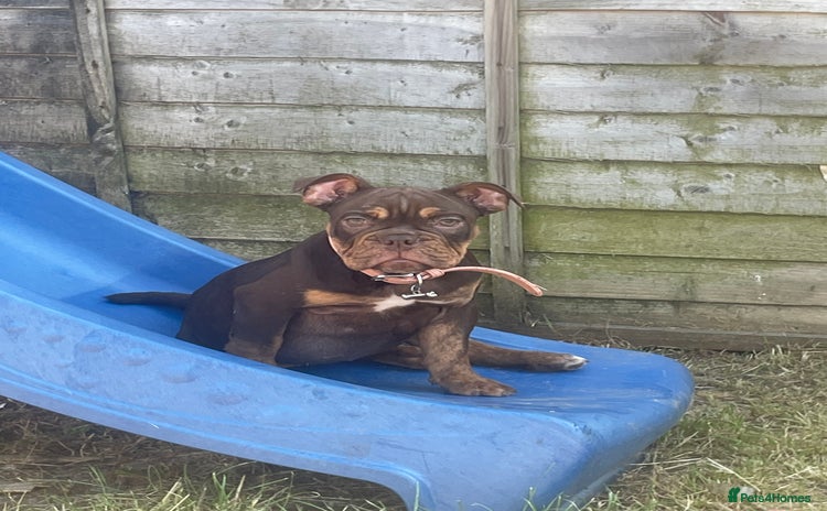 Olde English Bulldogge dogs - Advert 1