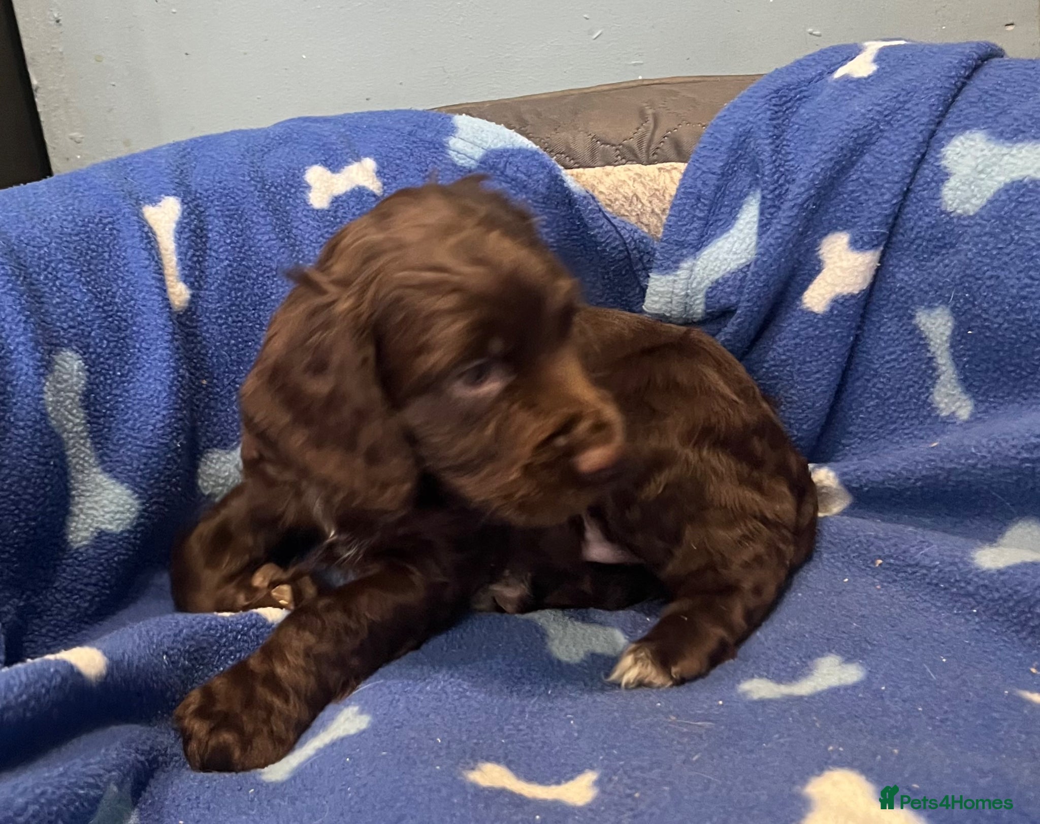 Cocker Spaniel dogs for sale: KC Cocker Spaniel puppies in Abertillery - Advert 19