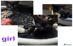 Mixed Breed cats for sale: Three lovely kittens are looking for forever home - Image 4