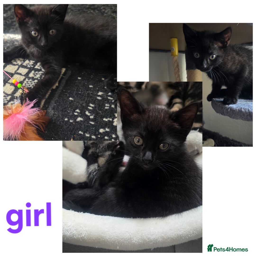 Mixed Breed cats for sale: Three lovely kittens are looking for forever home - Image 4