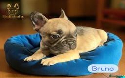 French Bulldog dogs for sale: Exquisite French Bulldog Puppies - Image 4