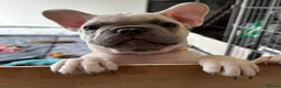 French Bulldog dogs for sale: Beautiful French Bulldog Puppies  - Advert 9