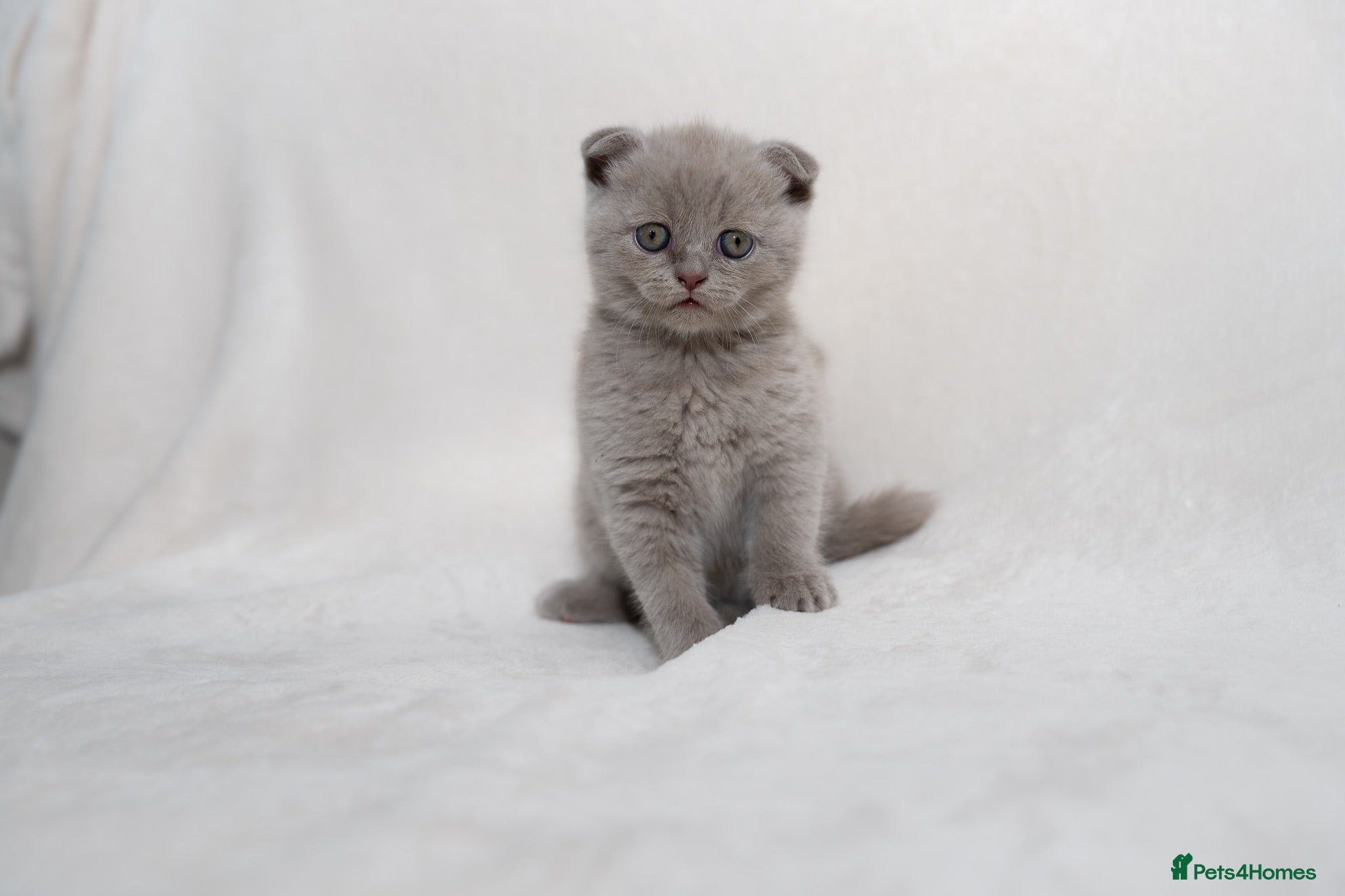 Scottish Fold cats Sottish Fold Beautiful kittens🐾 - £650 Each - Advert 1
