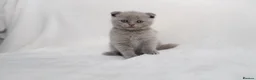 Scottish Fold cats for sale: Sottish Fold Beautiful kittens🐾 - £650 Each - Advert 1