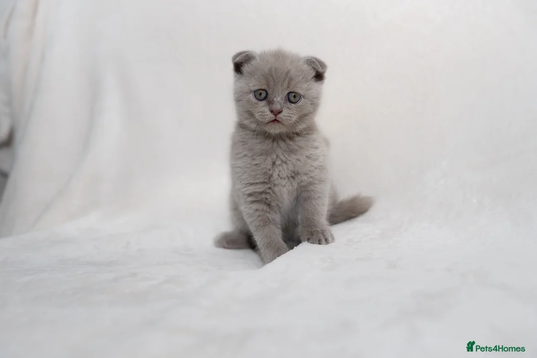 Scottish Fold cats for sale: Sottish Fold Beautiful kittens🐾 - £650 Each - Advert 1
