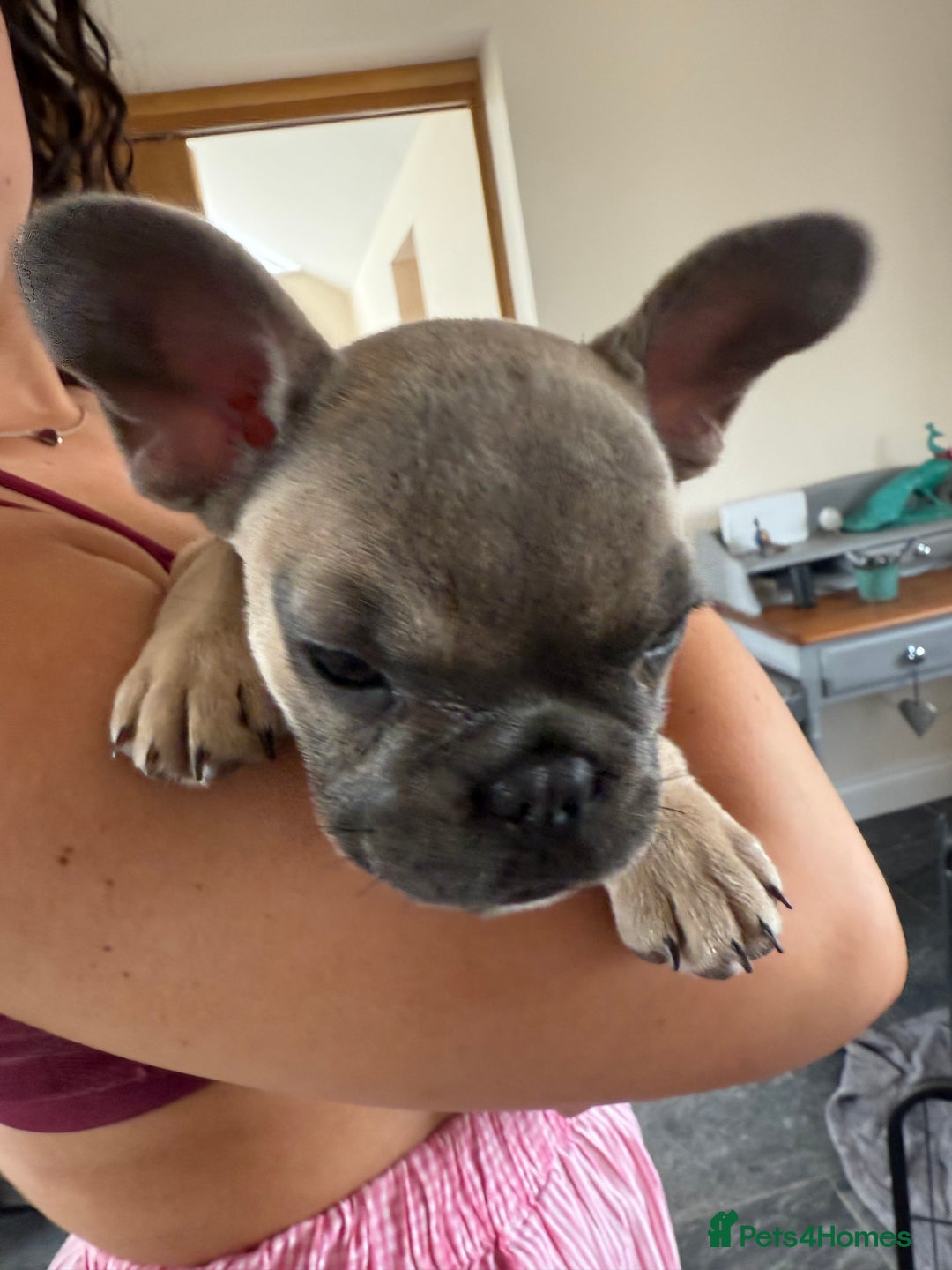 French Bulldog dogs for sale: One adorable female 🩷 French Bulldog Puppy  - Image 19