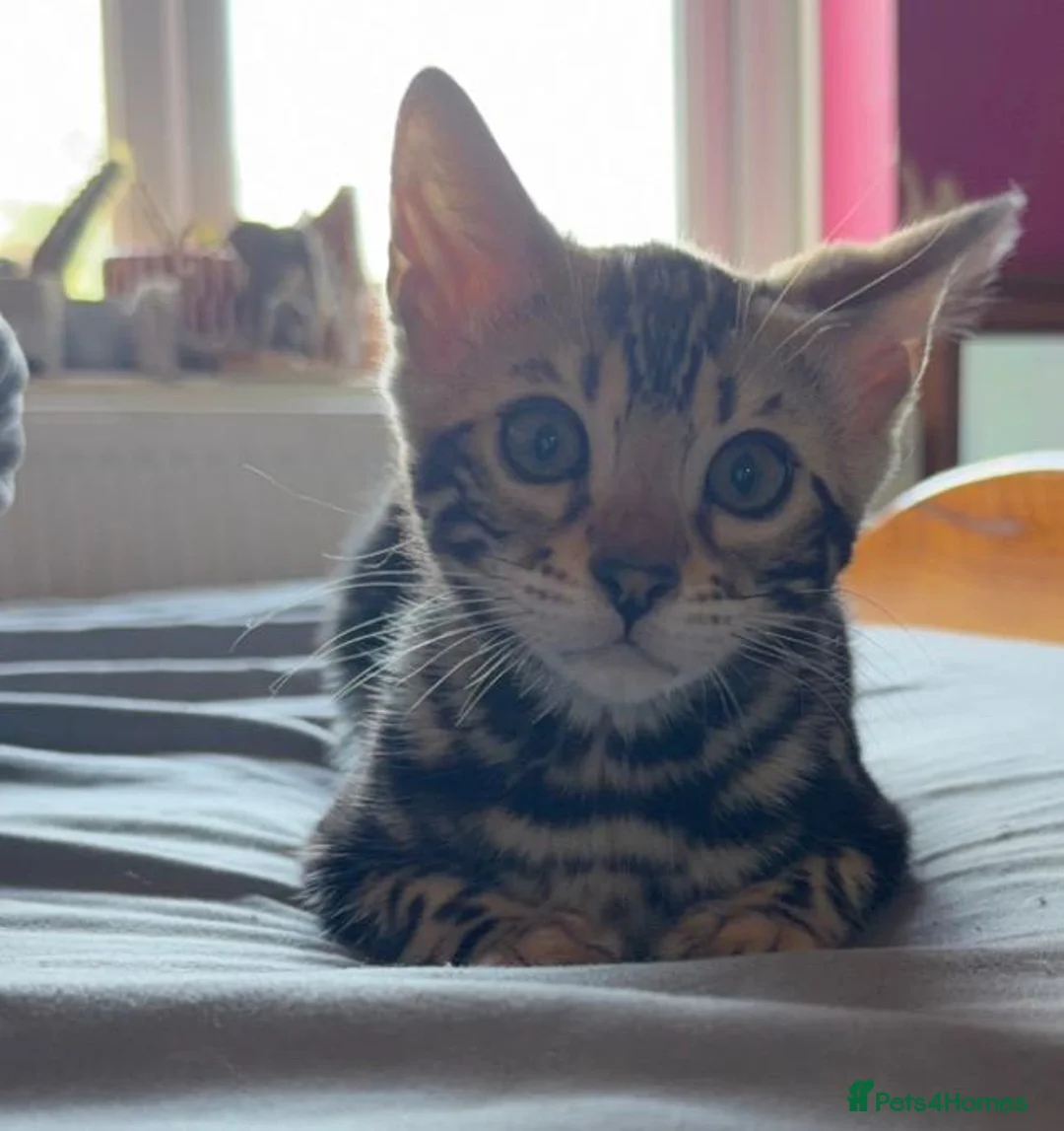 Bengal cats for sale: Gorgeous Marble Bengal Kittens - Ready Now - Advert 1