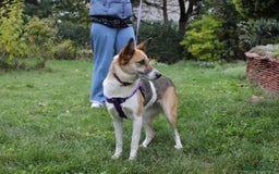 Mixed Breed dogs for adoption:  ❤️🐶Lanie 4-year-old girl with golden heart❤️🐶 - Advert 17