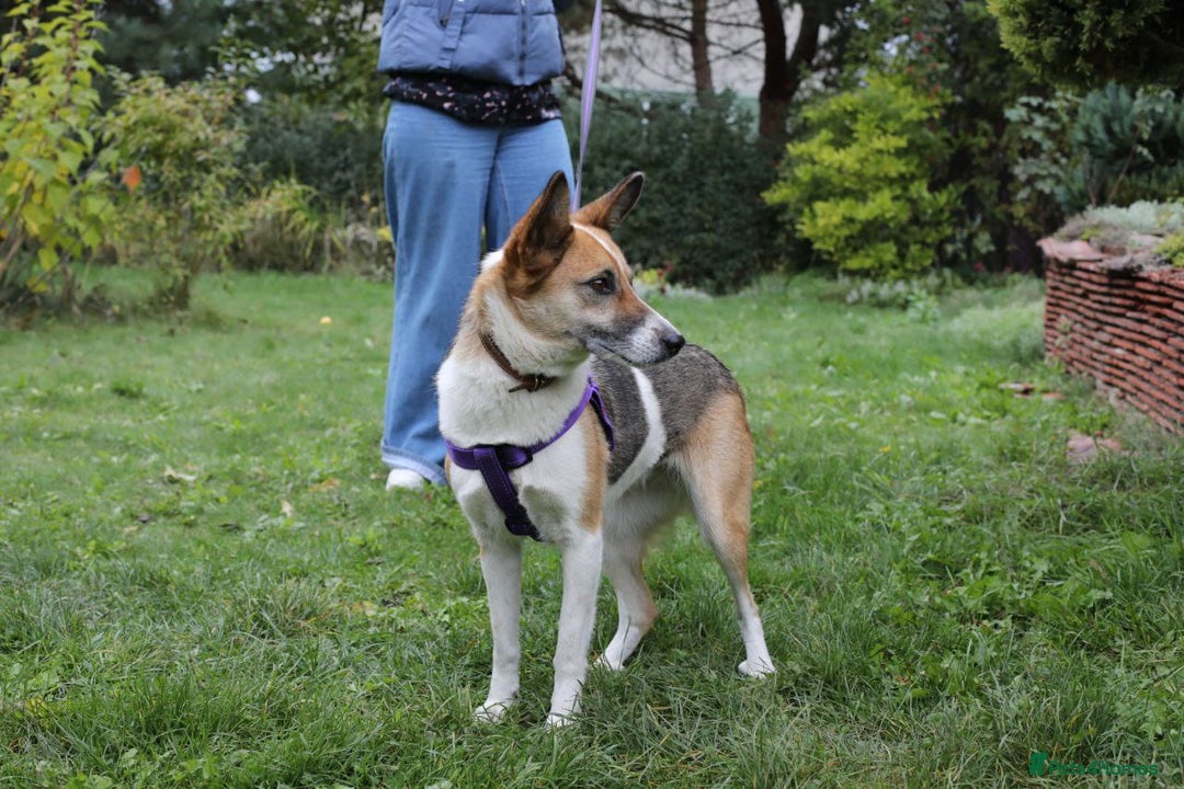 Mixed Breed dogs for adoption:  ❤️🐶Lanie 4-year-old girl with golden heart❤️🐶 - Advert 17