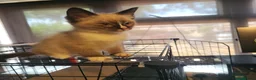 Ragdoll cats for sale: Purebread Blue Mink Ragdoll Kitten - Advert 3