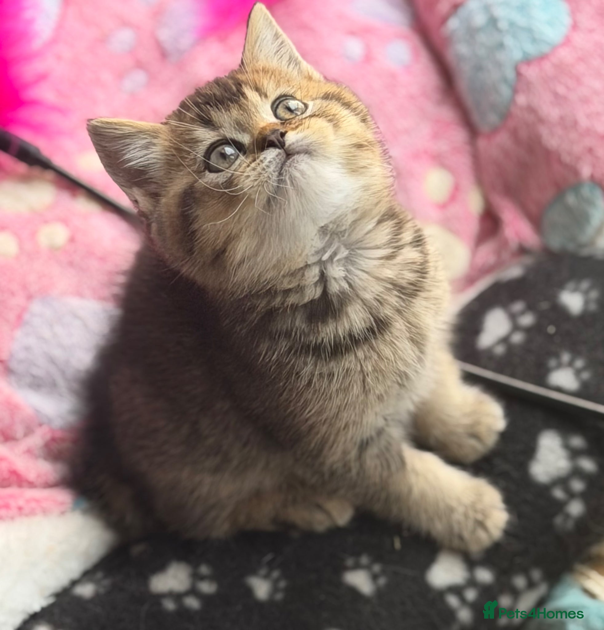 British Shorthair cats British shorthair boys ❤️ - Advert 1