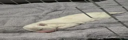 Bichon Frise dogs for sale: Small litter Male Bichon Frise puppy! in Stoke-on-Trent - Advert 8