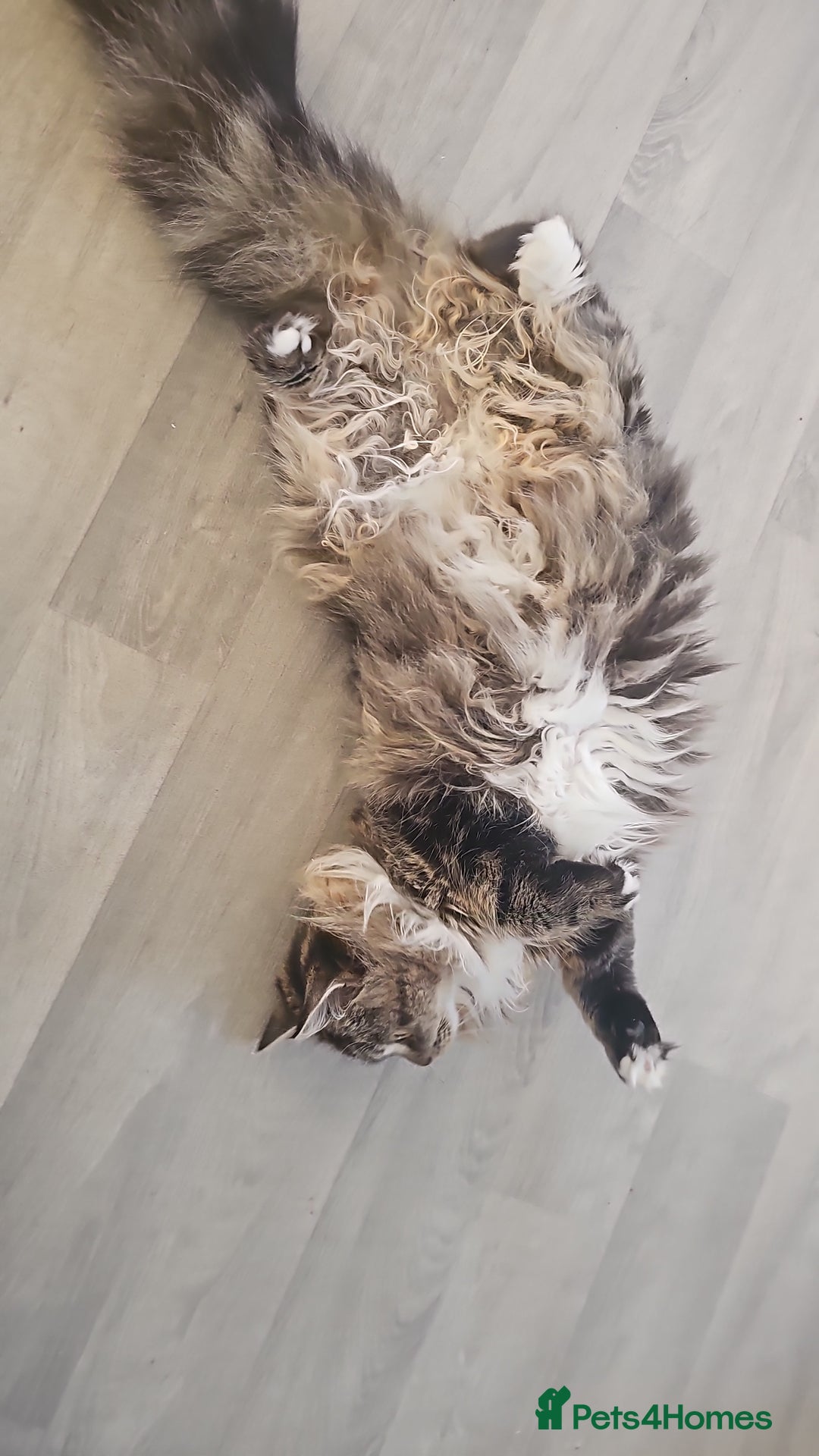 Maine Coon cats for sale: Maine Coon  - Advert 12