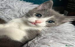 Ragdoll cats for sale: Kittens for sale  - Image 6