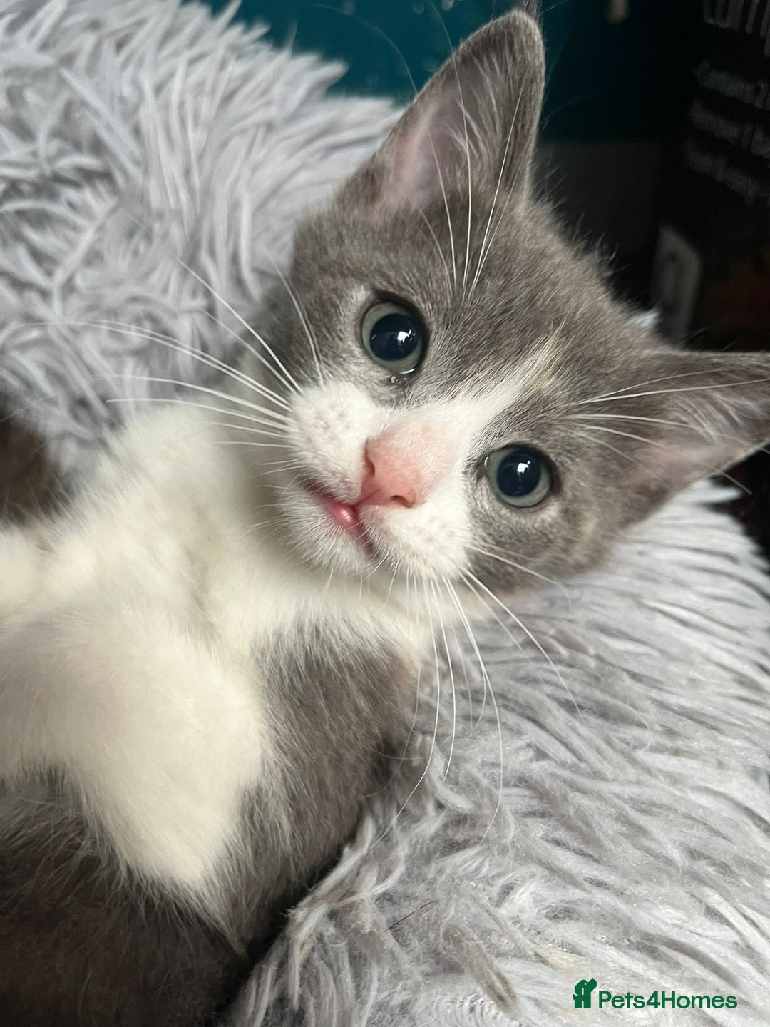 Ragdoll cats for sale: Kittens for sale  - Image 6