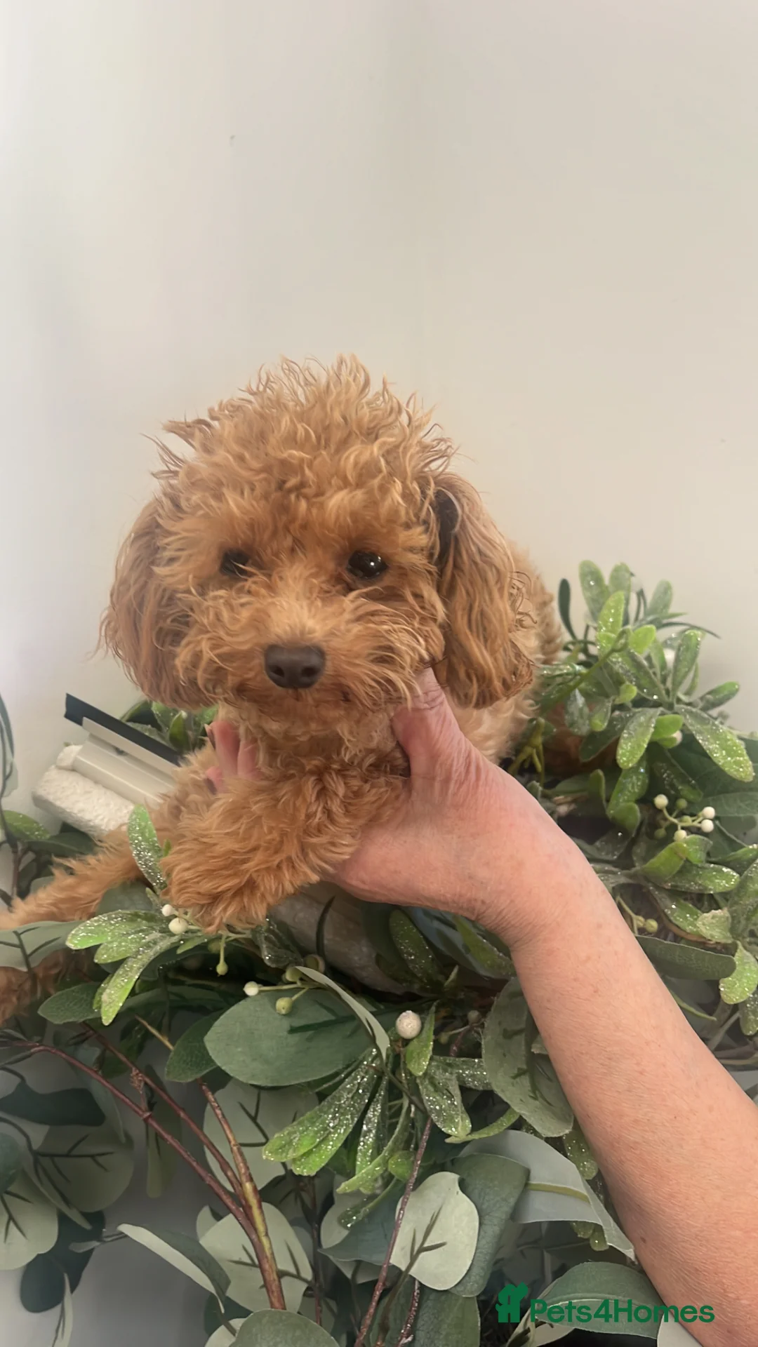 Toy Poodle dogs for sale: Beautiful toy/asian poodle puppies available - Advert 2