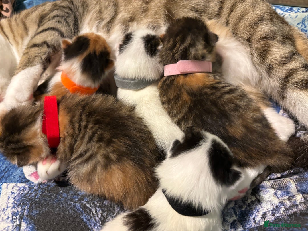 Domestic Shorthair cats for sale: 1 Domestic Shorthair Kitten Left - Advert 1