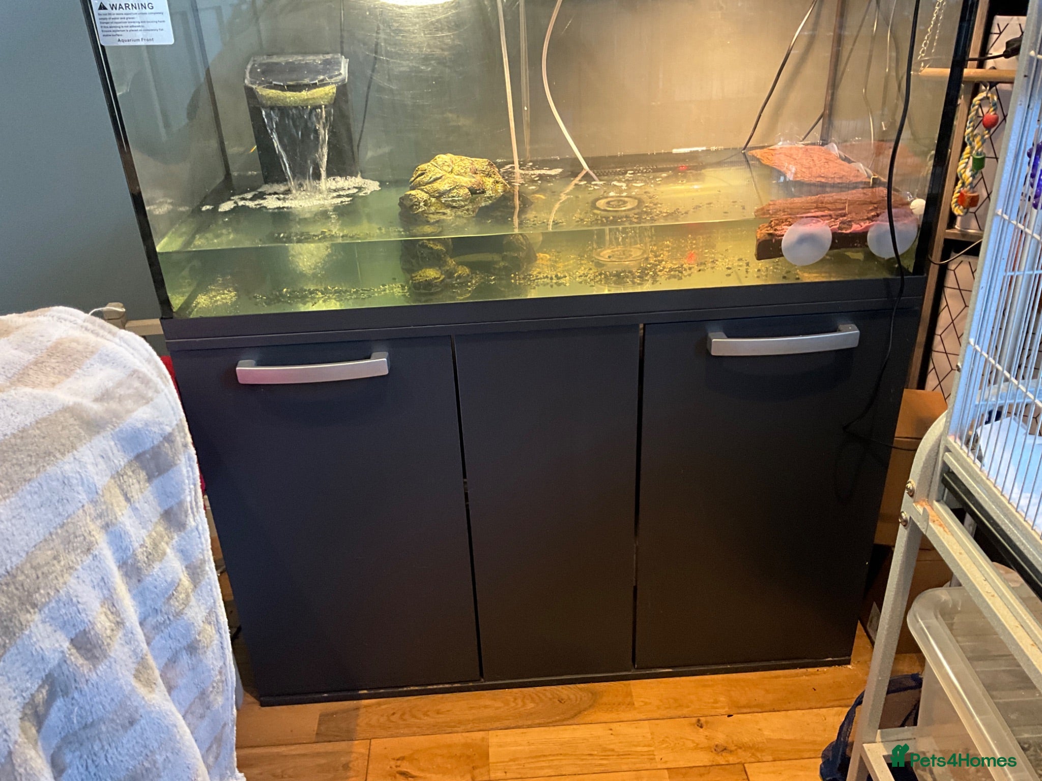 Terrapin reptiles 4 Musk Terrapins 🐢 & Unit - Advert 6