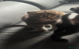 Scottish Fold cats for sale: Beautiful Scottish Fiold/Maine Coon  - Image 4
