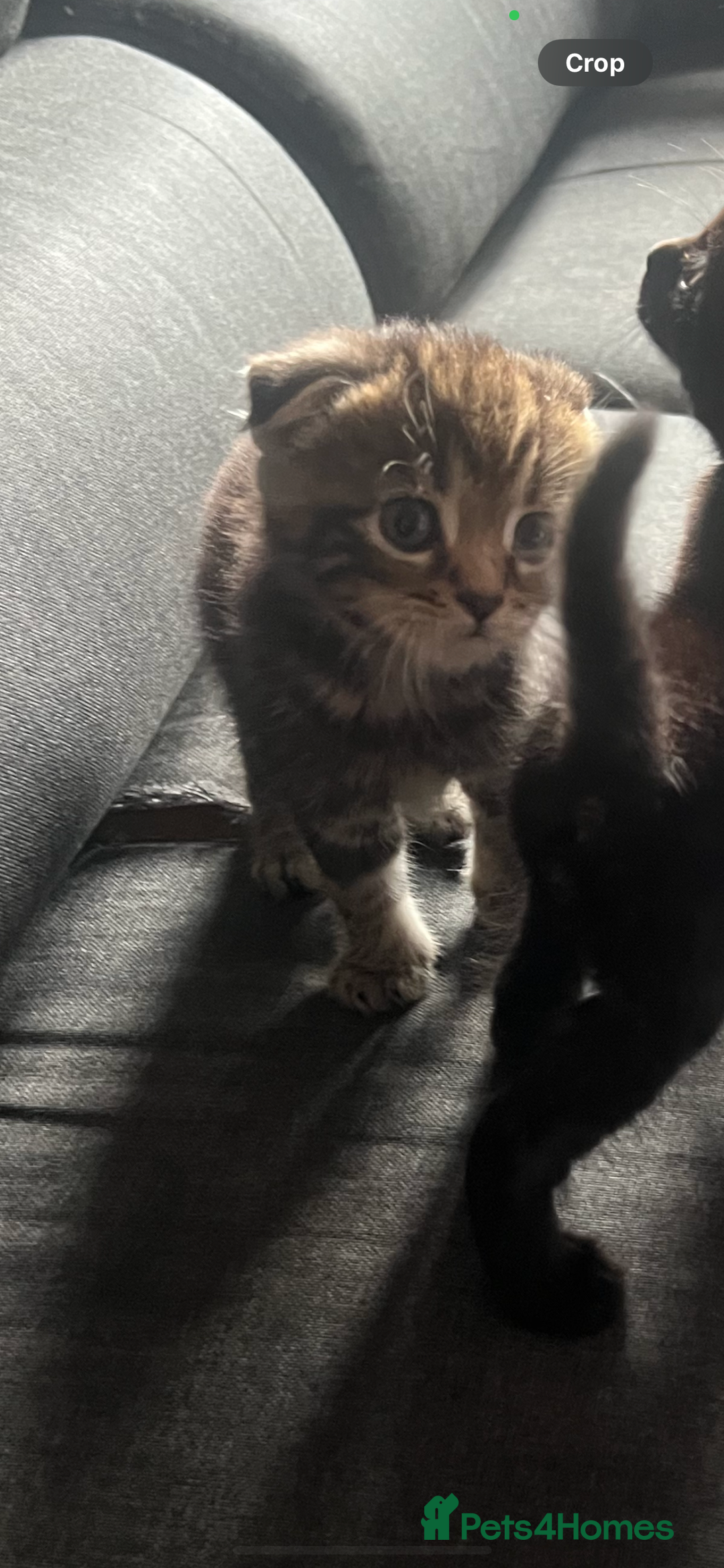 Scottish Fold cats for sale: Beautiful Scottish Fiold/Maine Coon  - Image 4