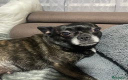 Mixed Breed dogs for sale: Princess - Advert 3