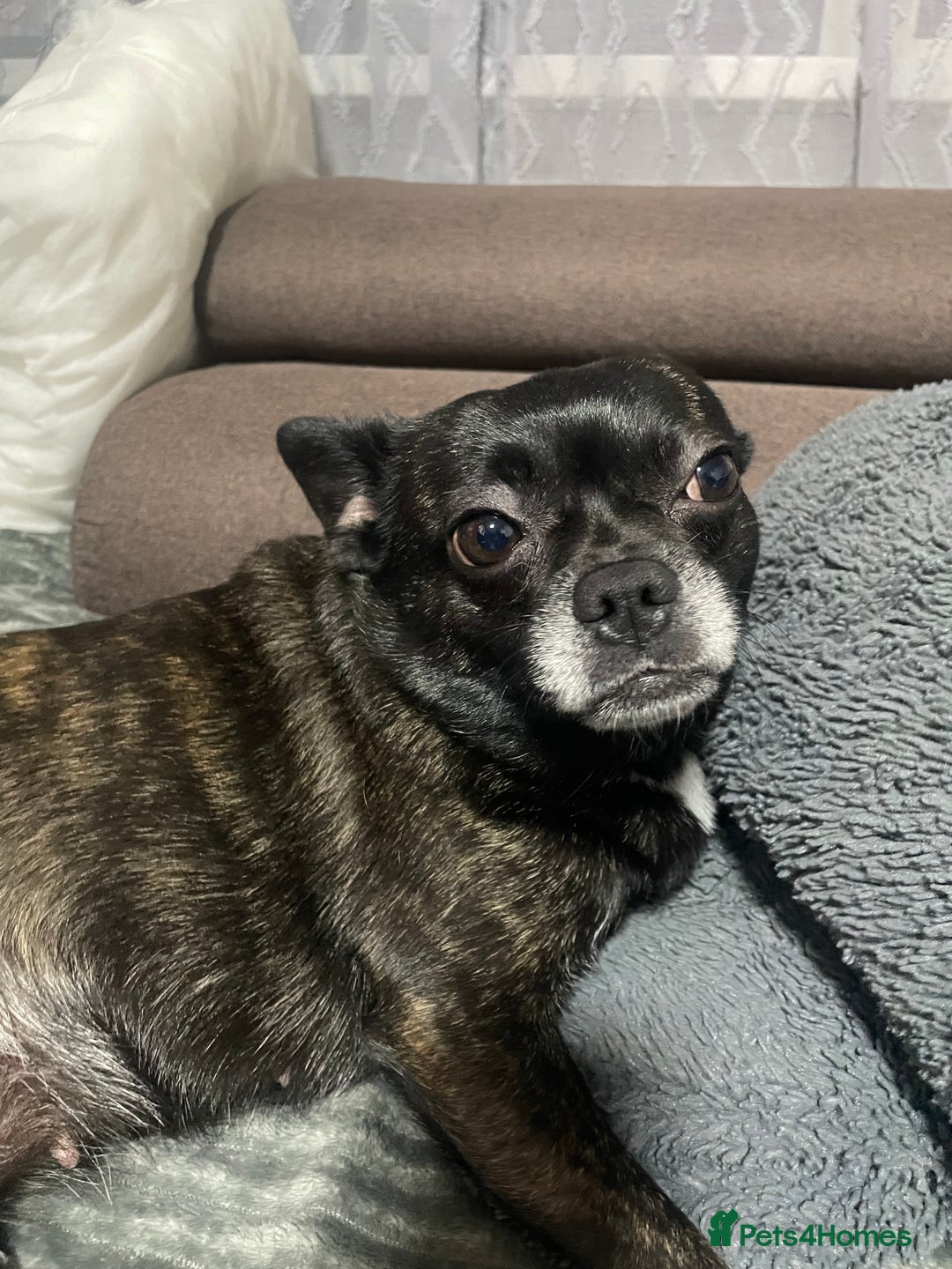 Mixed Breed dogs for sale: Princess - Advert 3